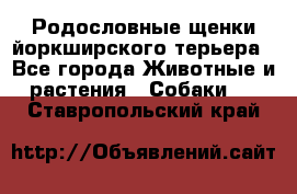 Родословные щенки йоркширского терьера - Все города Животные и растения » Собаки   . Ставропольский край